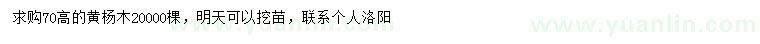 求購高70公分黃楊木