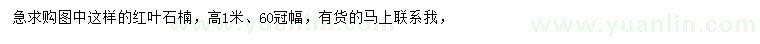 求購冠幅60公分紅葉石楠