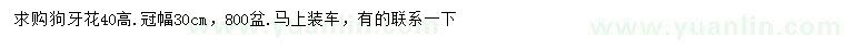 求購高40公分狗牙花