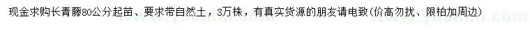 求購80公分以上長青藤