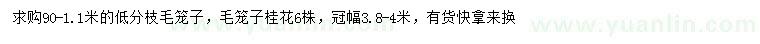 求購(gòu)冠幅3.8-4米桂花
