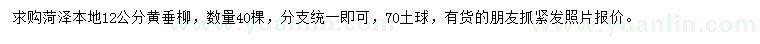 求購12公分黃垂柳