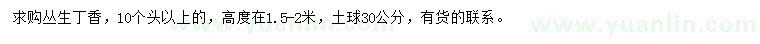 求購(gòu)高1.5-2米叢生丁香