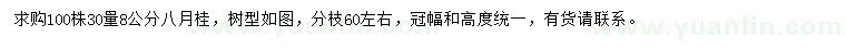 求購30公分量8公分八月桂