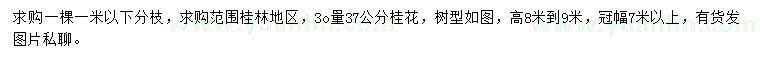求購30公分量37公分桂花