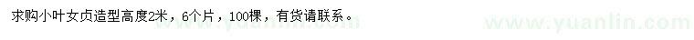 求購高2米小葉女貞