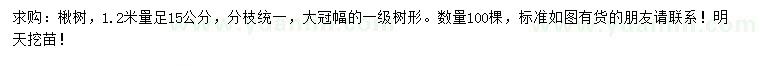 求購1.2米量15公分楸樹