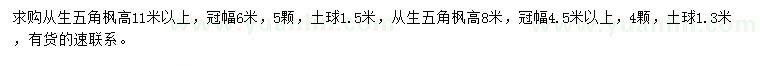 求購高8、11米以上從生五角楓