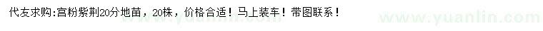 求購20公分宮粉紫荊