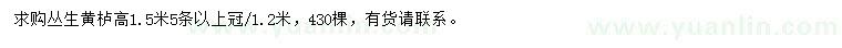 求購高1.5米叢生黃櫨