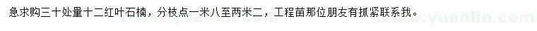 求購30公分量12公分紅葉石楠