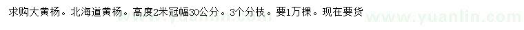 求購冠幅30公分大黃楊、北海道黃楊