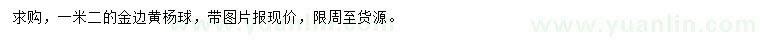 求購1.2米金邊黃楊球