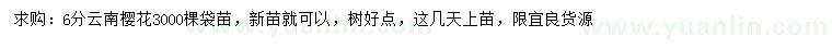求購6分云南櫻花