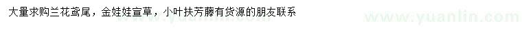 求購蘭花鳶尾、金娃娃宣草、小葉扶芳藤