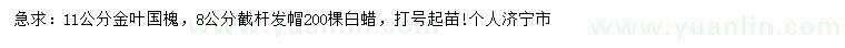 求購11公分金葉國槐