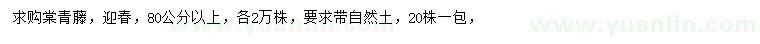 求購80公分以上常青藤、迎春