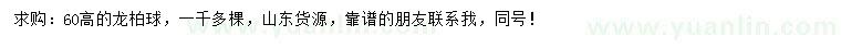 求購(gòu)高60公分龍柏球