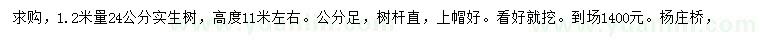 求購1.2米量24公分實(shí)生樹