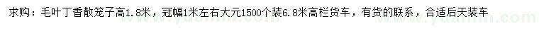 求購冠幅1米毛葉丁香