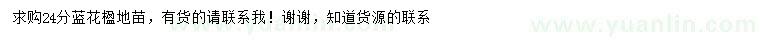 求購24公分藍花楹