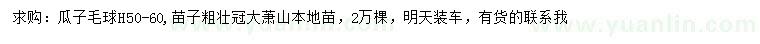 求購高50-60公分瓜子毛球
