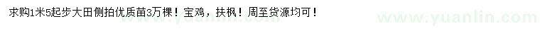 求購1.5米起步側(cè)柏