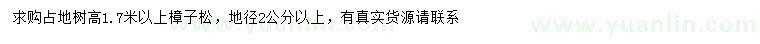 求購高1.7米以上樟子松