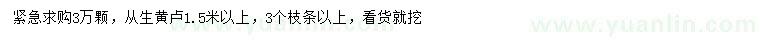 求購(gòu)1.5米以上叢生黃櫨