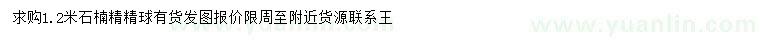 求購1.2米石楠球