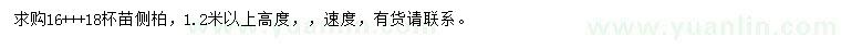 求購高1.2米以上側(cè)柏
