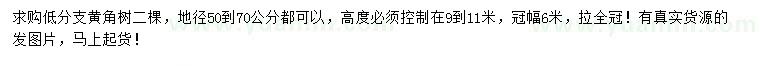 求購(gòu)地徑50-70公分黃角樹(shù)