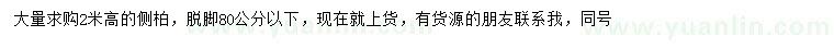 求購(gòu)高2米側(cè)柏