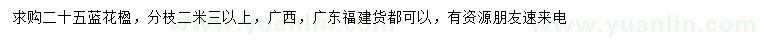 求購25公分藍(lán)花楹