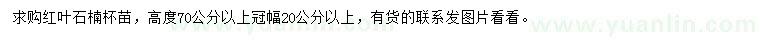 求購高70公分以上紅葉石楠