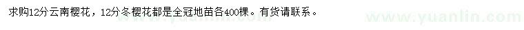 求購(gòu)12分云南櫻花、冬櫻花