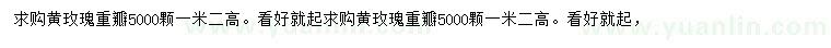 求購(gòu)高1.2米重瓣黃玫瑰