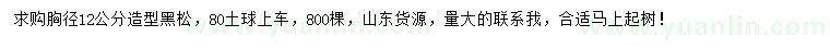 求購胸徑12公分造型黑松