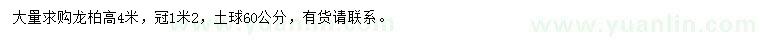 求購高4米龍柏