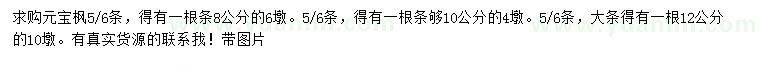 求購元寶楓