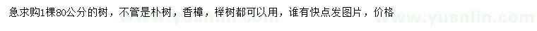 求購樸樹、香樟、櫸樹