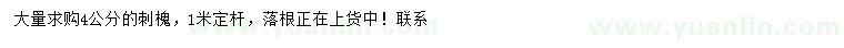 求購4公分刺槐
