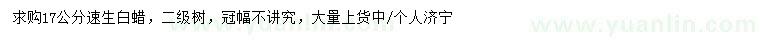 求購17公分速生白蠟