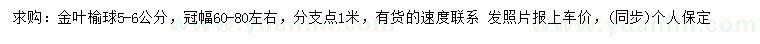求購5-6公分金葉榆球