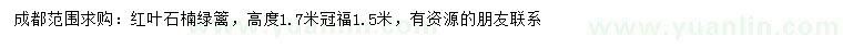 求購高1.7米紅葉石楠