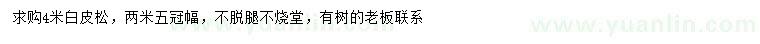 求購4米白皮松