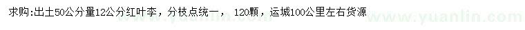 求購50量12公分紅葉李