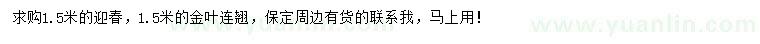 求購1.5米迎春、金葉連翹