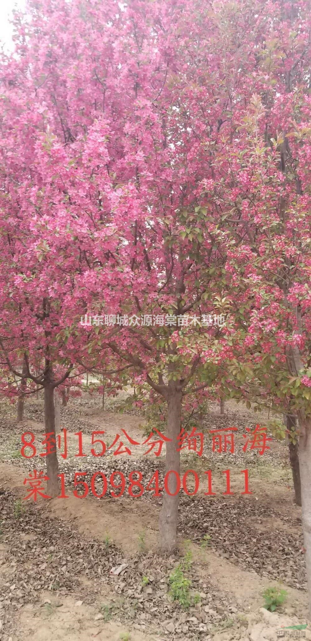 大小規(guī)格山東海棠世家/自己家苗圃的海棠出售/聊城一首貨源海棠價格基地