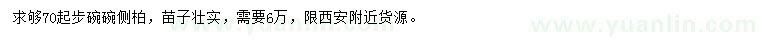 求購70公分起步側(cè)柏